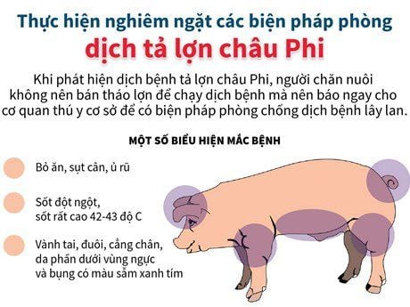 Dịch tả lợn có thể lây sang người bằng cách nào?