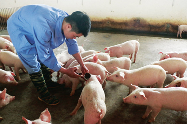 Tăng cường phòng, chống dịch bệnh Cúm gia cầm, Lở mồm long móng và Dịch tả lợn châu Phi trên địa bàn tỉnh