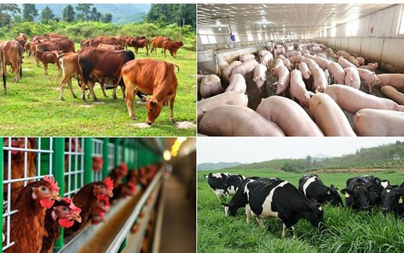 Triển khai Nghị định của Chính phủ về chính sách hỗ trợ khắc phục dịch bệnh động vật trên địa bàn tỉnh